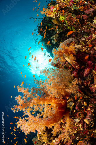 Fototapeta Naklejka Na Ścianę i Meble -  typical Red Sea tropical reef with hard and soft coral surrounded by school of orange anthias
