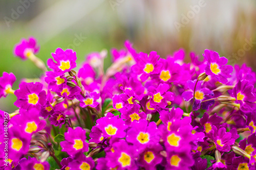 garden plants and flowers