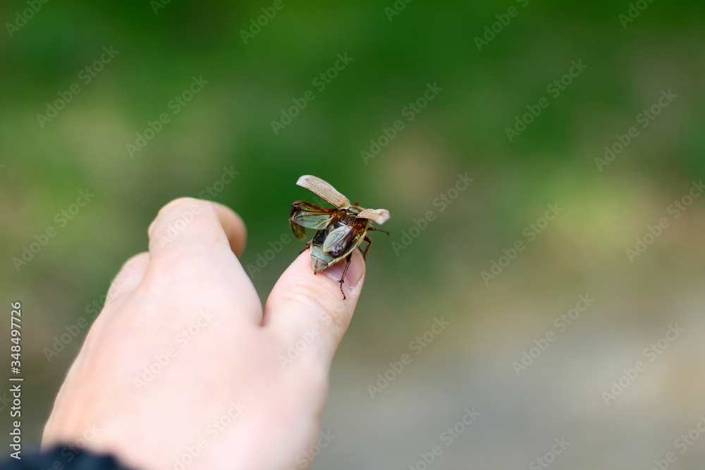 Fototapeta premium майский жук лесные жуки