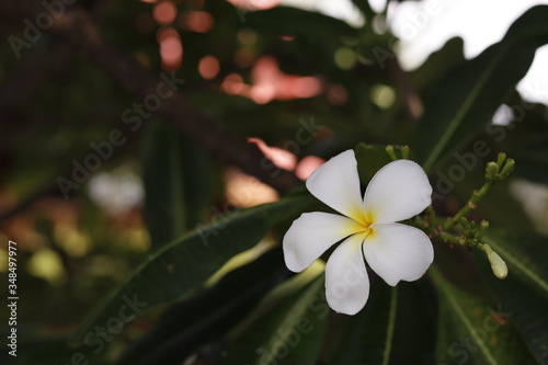 Plumeria