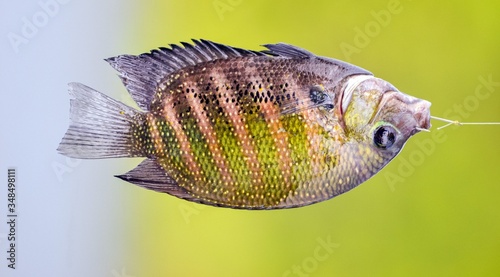 karimeen also known as pearl spot fish with hook on its mouth captured with a fishing rod holding horizontal  on a blurred background  photo