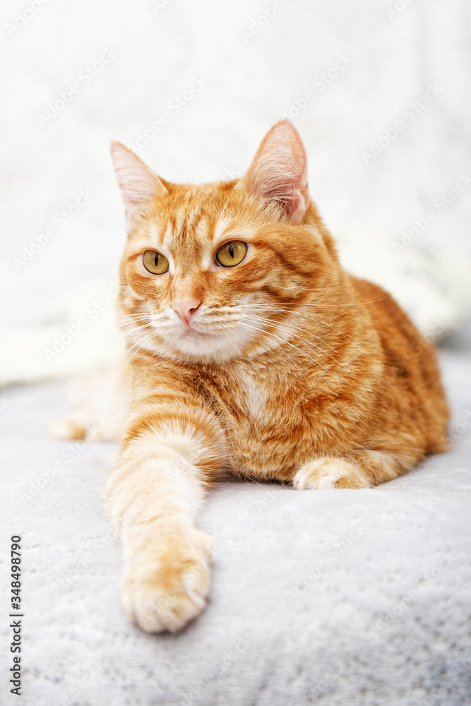 Closeup portrait of ginger cat lying on a bed and looking straight ahead against white blurred background. Shallow focus. Closeup portrait of ginger cat lying on a bed and looking straight ahead against white blurred background. Shallow focus.