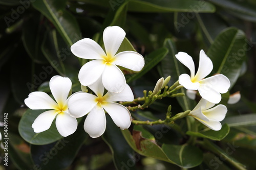 frangipani plumeria flower