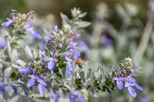 Teucrium fruticans (Bush Germander) in bloom with purple-blue flowers attracting a honey bee in flight.