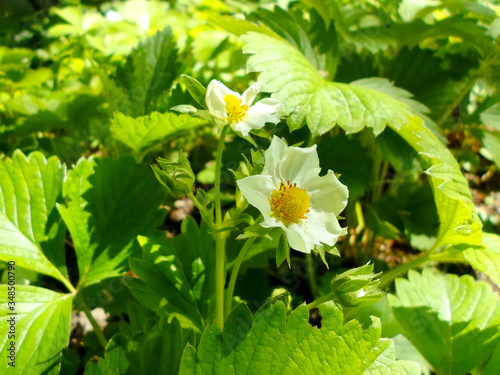 Blooming flower Bed with strawberries in the garden. Growing strawberries in rows. Strawberries bloom and bear fruit.