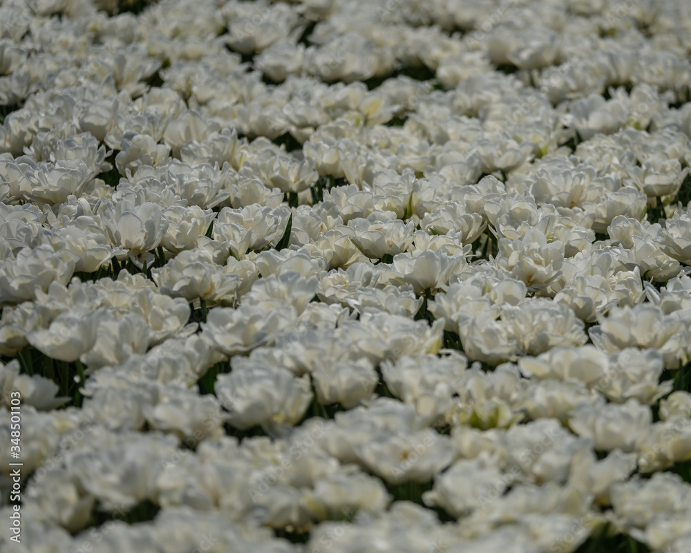 Group of white tulips. Selective focus. Colorful tulips photo background. Group of white tulips. Selective focus. Colorful tulips photo background.