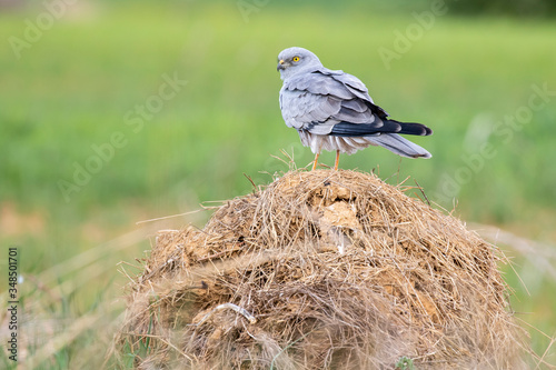 Montagu's harrier, Circus pygargus, perched on a straw bale on an even green background photo