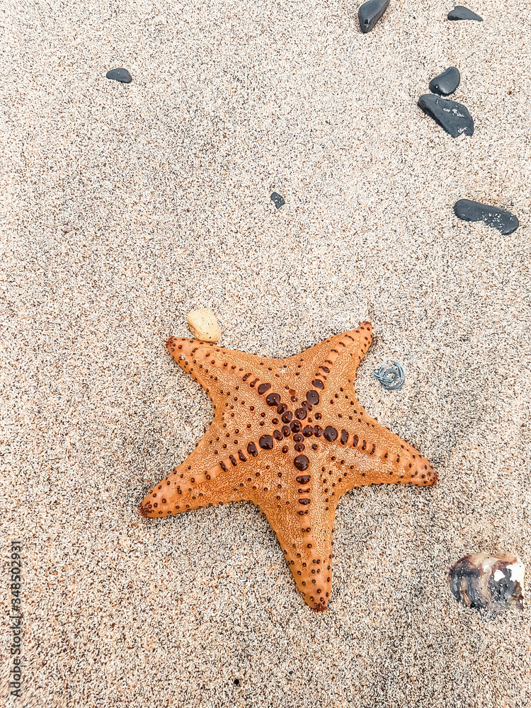 starfish lying on the beach on the island of Gore at low tide yellow sand starfish lying on the beach on the island of Gore at low tide yellow sand