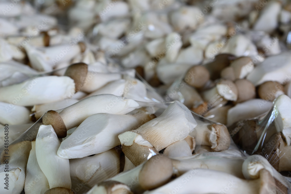 King oyster or Eringi mushroom pack in foam tray. King oyster or Eringi mushroom pack in foam tray.