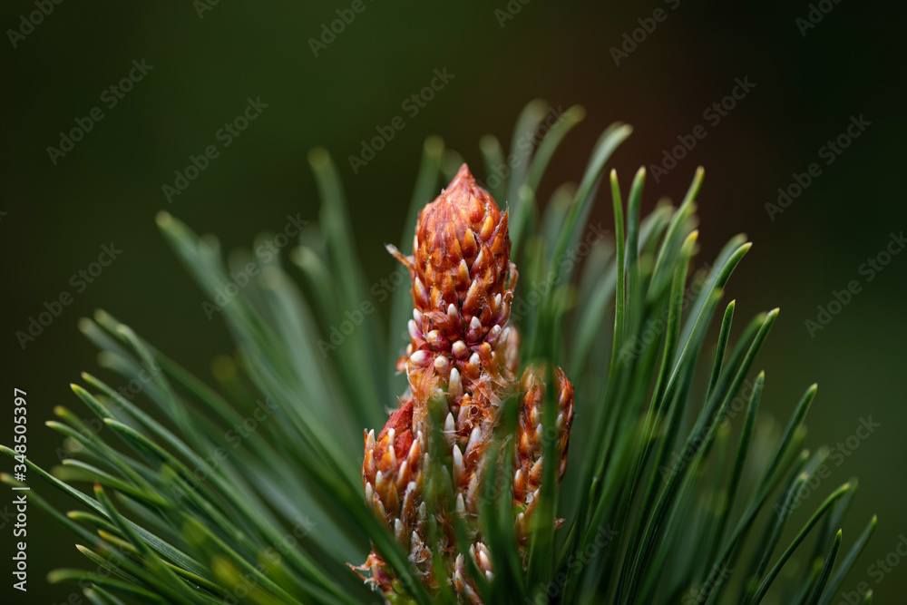 close up of pine needles close up of pine needles