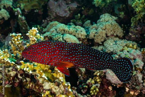head closeup of coral grouper © Subphoto