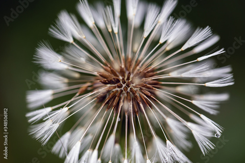 close up of a dandelion