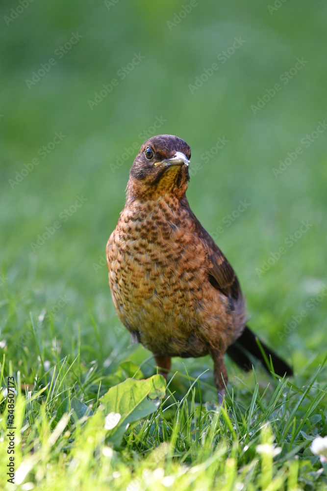 Obraz premium Merle dans le gazon