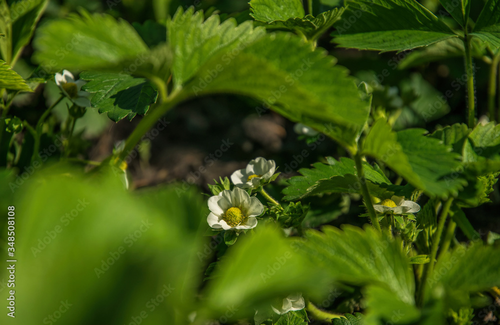 White flowers and green leaves of blooming garden strawberries White flowers and green leaves of blooming garden strawberries
