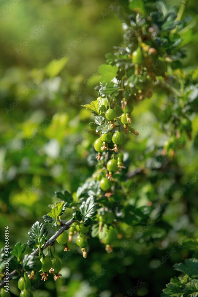 Green juicy berries on a spiky bush of gooseberry in a spring garden