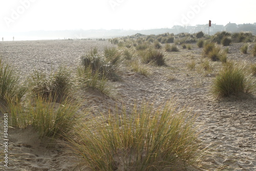 Schilderij op canvas Beachgrass