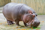 
big wild hippopotamus in the jungle near the river