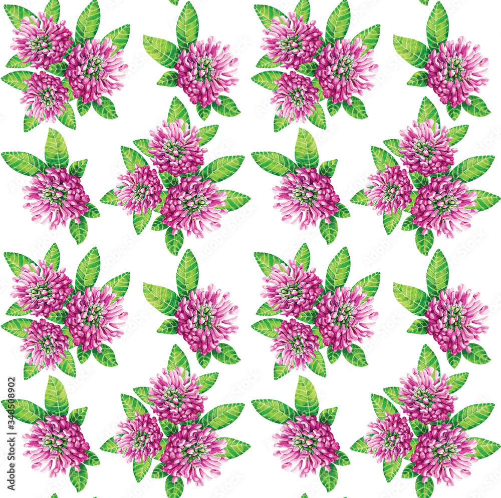 Clover. Pink flower on a white background macro drawn in watercolor. Beautiful pattern. Clover. Pink flower on a white background macro drawn in watercolor. Beautiful pattern.