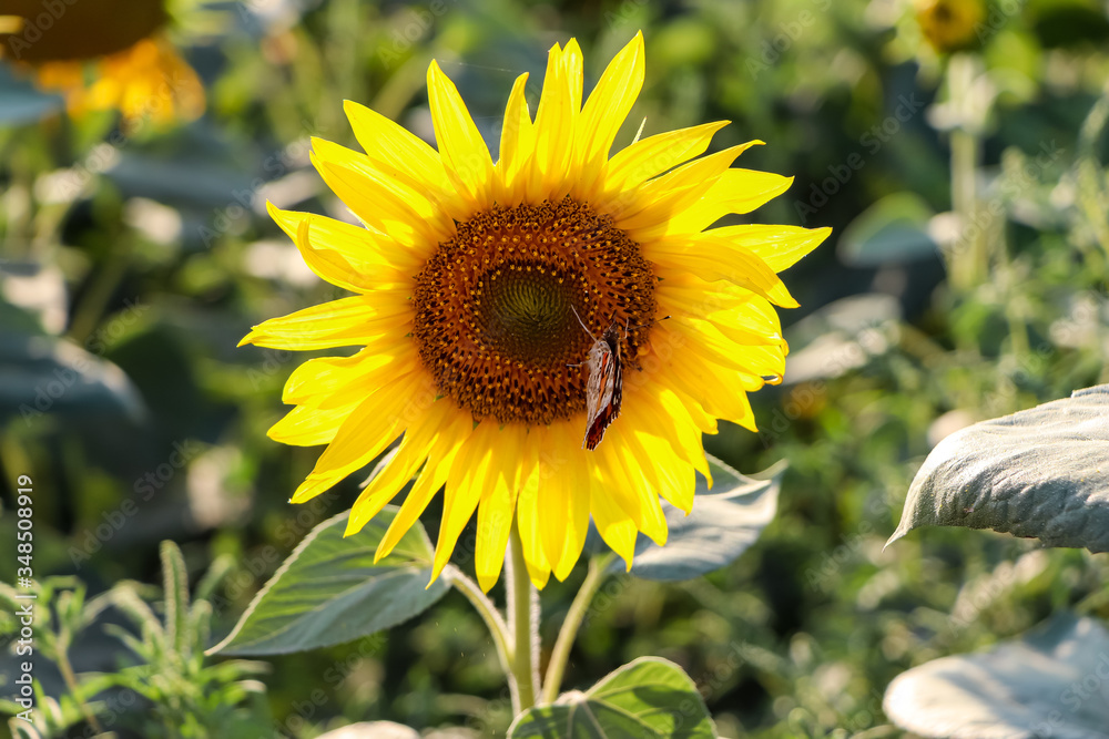 sunflower in the field sunflower in the field