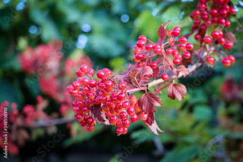  Branch of viburnum with red berries