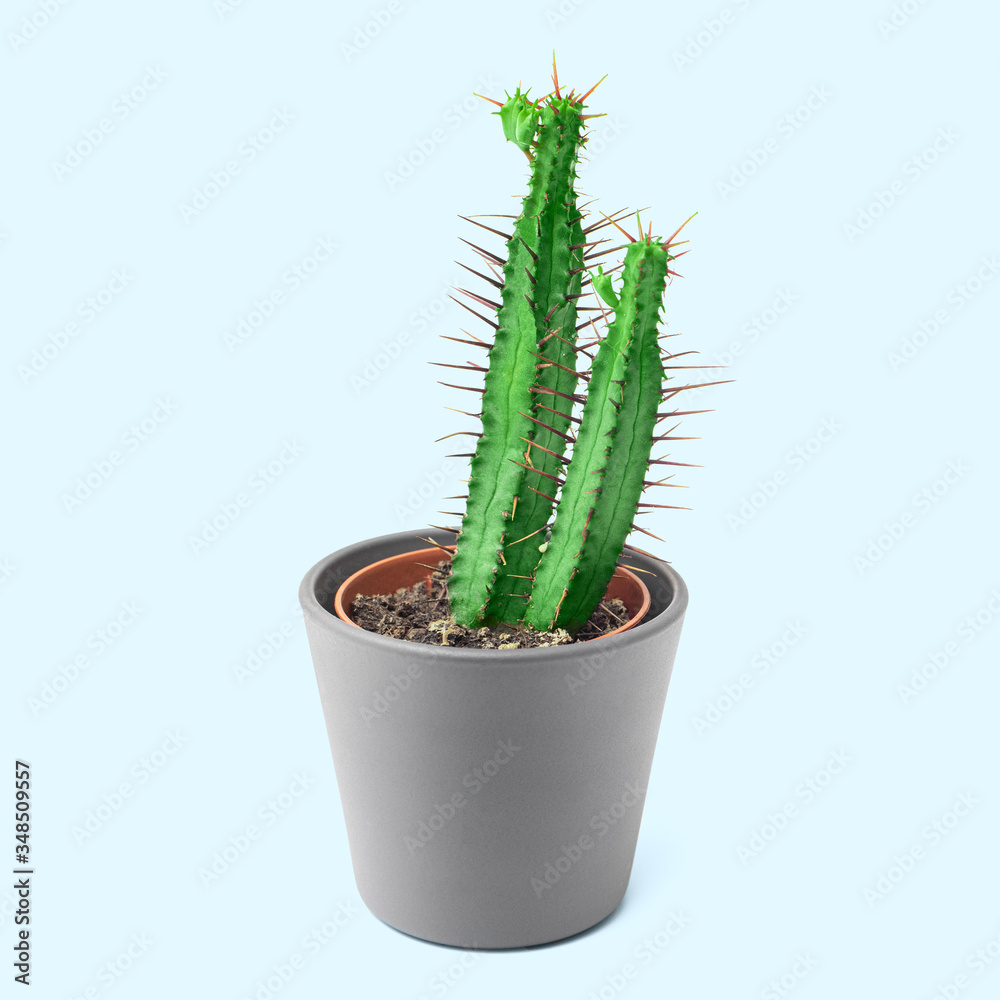 Cactus Euphorbia enopla in a pot as a decorative houseplant isolated on color background. Hobby and succulent concept Cactus Euphorbia enopla in a pot as a decorative houseplant isolated on color background. Hobby and succulent concept