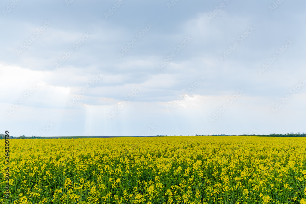 Blooming rapeseed field in cloudy weather
Blooming rapeseed field in cloudy weather