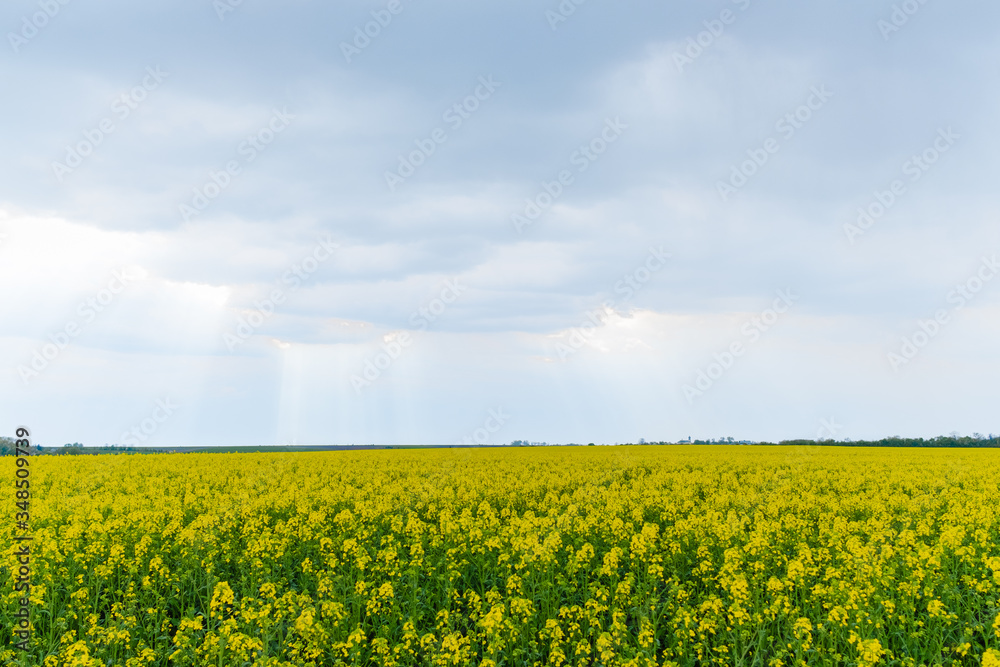 Blooming rapeseed field in cloudy weather
