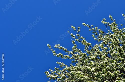 Beautiful flowering apple trees. Blooming plant branches in spring warm bright sunny day. Place for text