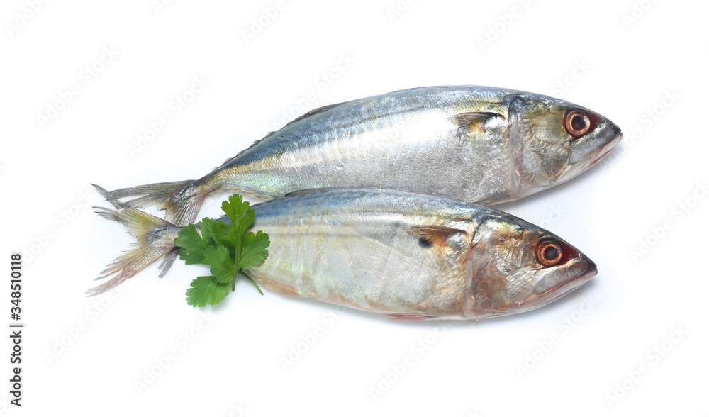 Fresh mackerel isolated on white background Fresh mackerel isolated on white background
