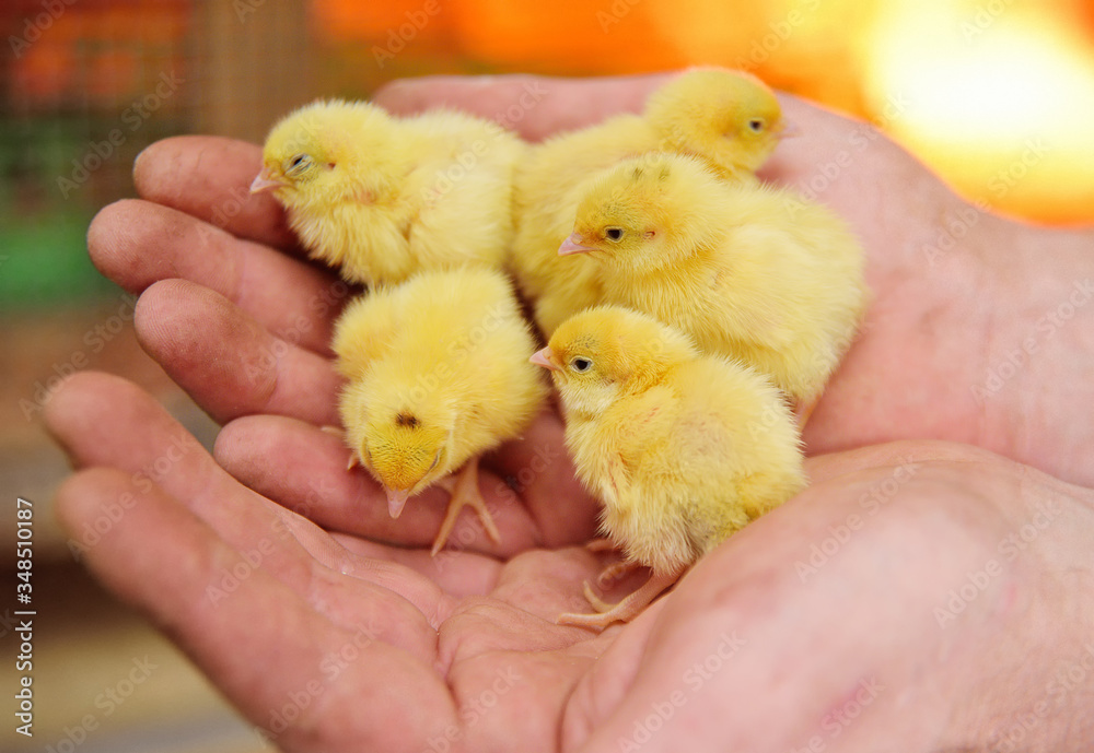 small yellow cute day-old Chicks close-up in male hands. The concept of new life
