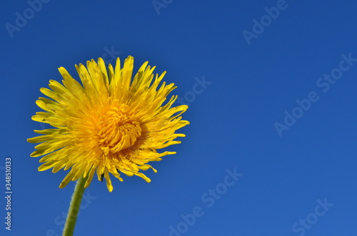 One yellow dandelion flower close-up on a blue sky background