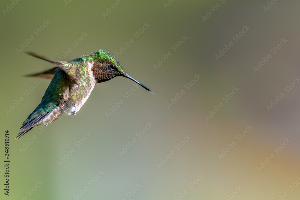Portrait of a male Ruby-throated Hummingbird. Portrait of a male Ruby-throated Hummingbird.