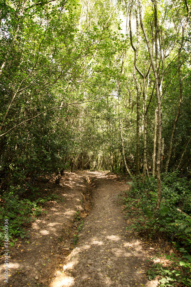 walkway in the woods of surrey england walkway in the woods of surrey england