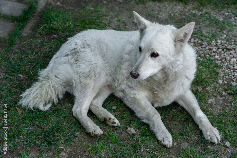 portrait of a white dog laying on the ground with new green grass at spring