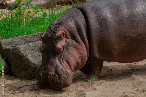  big wild hippopotamus in the jungle near the river
