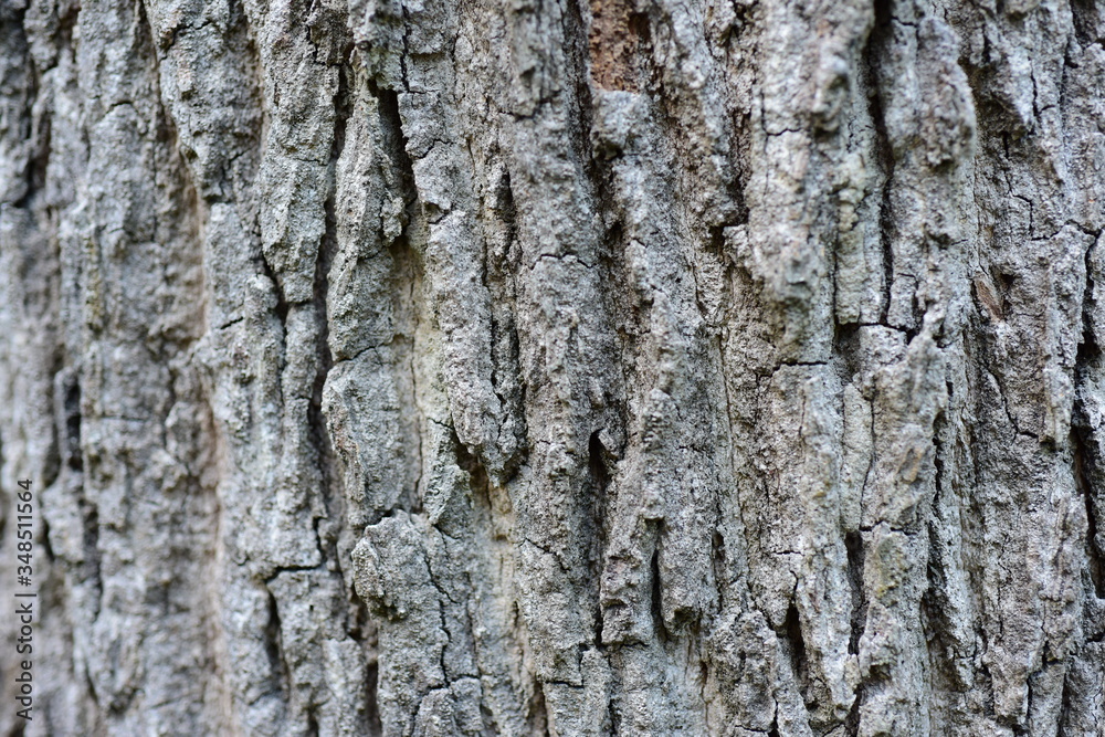 Fototapeta premium The bark is black-brown with beautiful patterns, used as a background image.