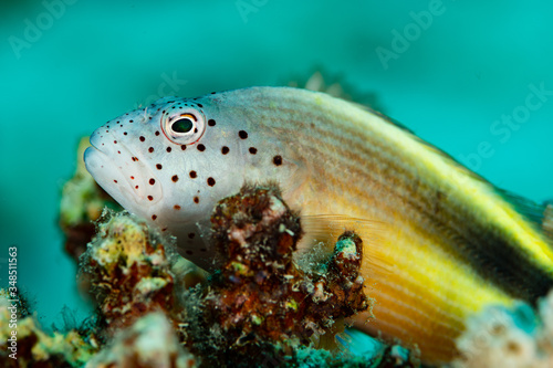 Fototapeta Naklejka Na Ścianę i Meble -  freckled hawkfish fish on coral