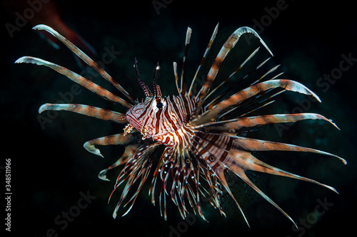 Fotografía red lionfish fish on reef