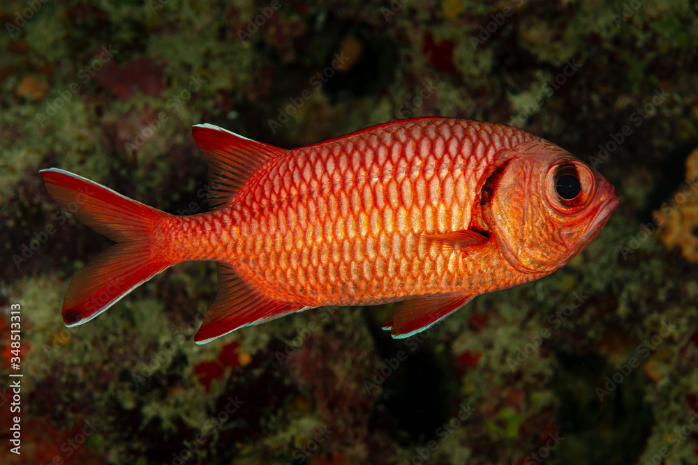 red bigscale bigeye soldierfish fish red bigscale bigeye soldierfish fish