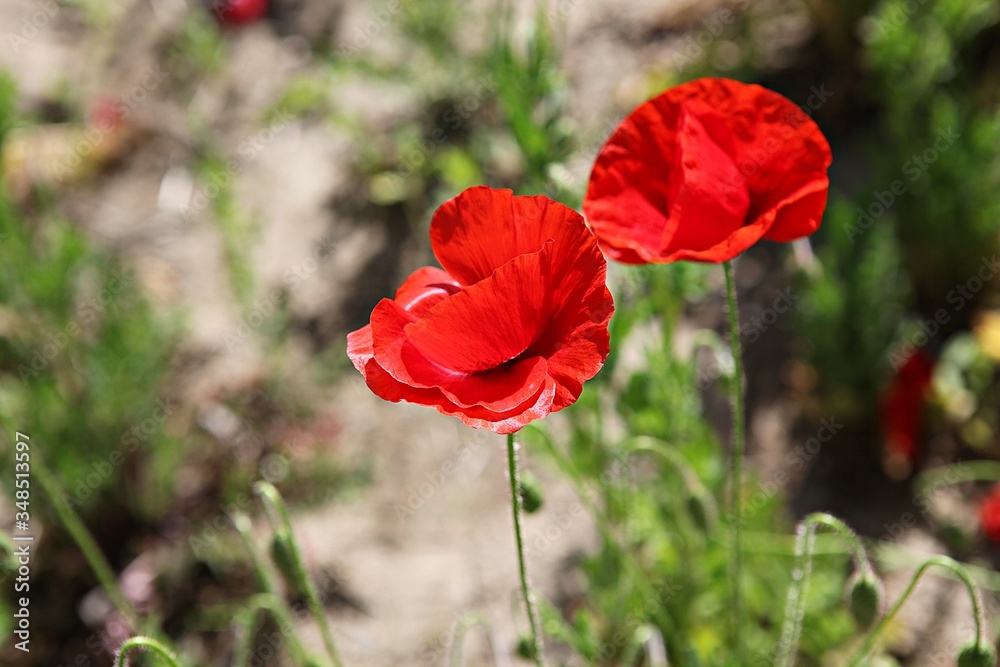 Obraz premium 한국 경기도 시흥시 시흥갯골생태공원 입니다