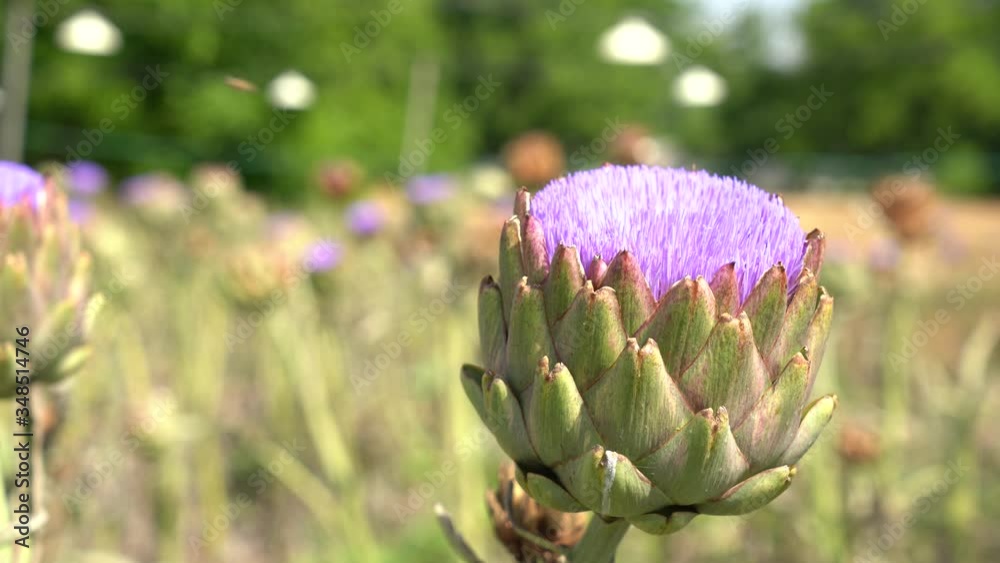 Organic Purple Artichoke flowers, spring time Organic Purple Artichoke flowers, spring time