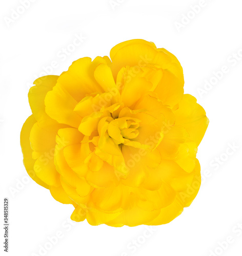 Yellow flower tulip on white isolated background