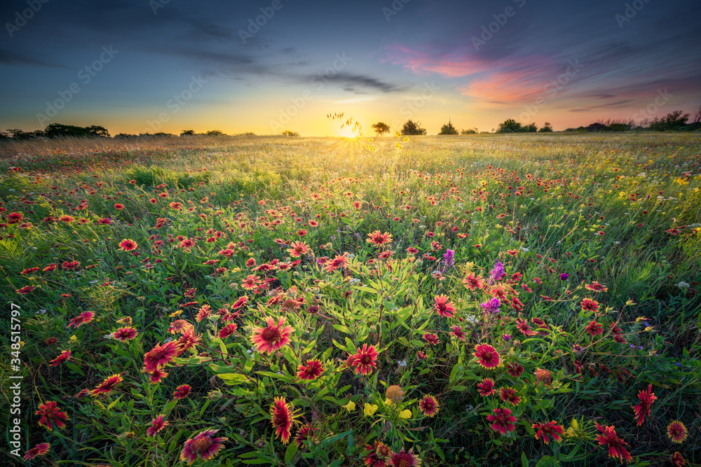 Texas Wildflowers at Sunrise