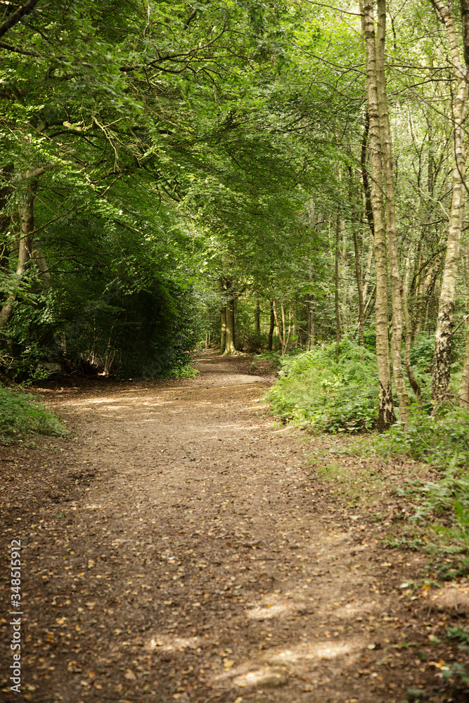 walkway in the woods of surrey england walkway in the woods of surrey england