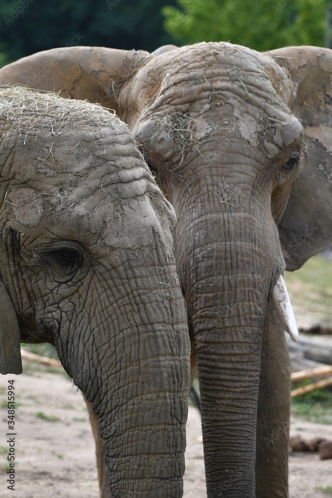 Fototapeta premium Eléphants 