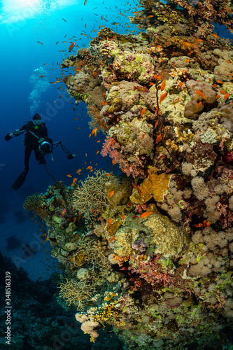 Fototapeta Naklejka Na Ścianę i Meble -  typical Red Sea tropical reef with hard and soft coral surrounded by school of orange anthias and a underwater photographer diver