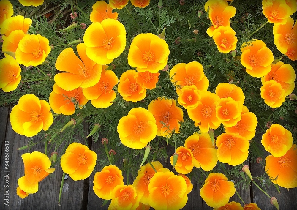 Full Frame Of Yellow Flowers
