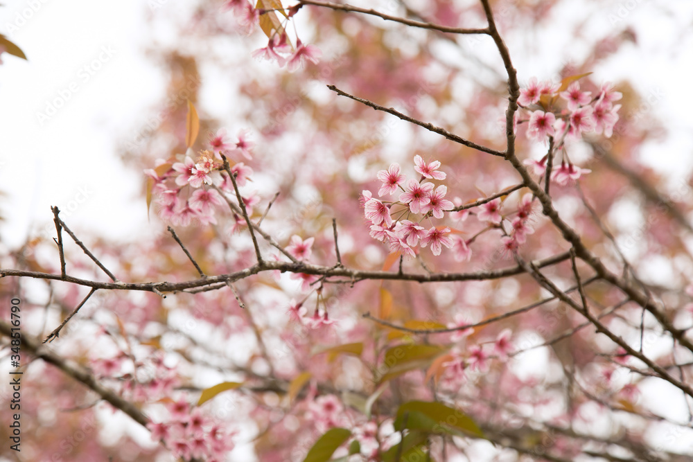 Beautiful cherry blossom or sakura in spring time over sky Beautiful cherry blossom or sakura in spring time over sky