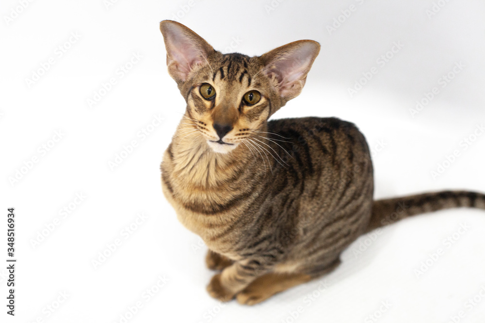 Fototapeta premium Oriental cat tiger color kitten