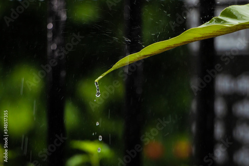 Water droplet dripping from a leaf.  © กรบุรษ วรดี